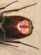 Chrysura M. 005 A.jpg