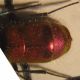 Chrysura M. 007 A.jpg