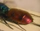 Chrysura MMM. 003 A.jpg