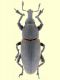 Curculionidae.jpg