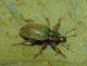 Curculionidae.jpg