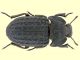 Tenebrionidae (2).jpg