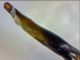Harpalus2-genitalia.jpg