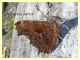 probabile Polygonia egea - Marino 9 Aprile 2015 (2).JPG