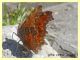 probabile Polygonia egea - Marino 9 Aprile 2015 (3).JPG