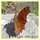 probabile Polygonia egea - Marino 9 Aprile 2015 (1).JPG
