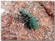 Cicindela campestris siculorum_coppia_Castelluzzo_2 IV 2010.jpg
