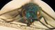 altra Chrysura M 003 A.jpg