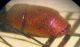 altra Chrysura M 011 A.jpg