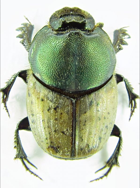 Onthophafus2-1.jpg