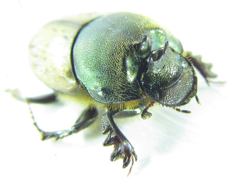 Onthophafus4-1.jpg