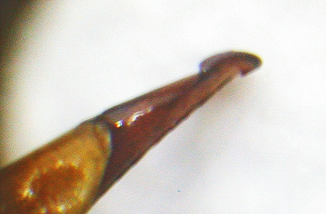 Harpalus c.jpg