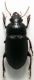 Harpalus 1.jpg