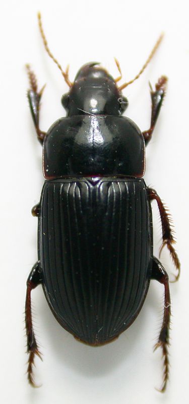 Harpalus 2.jpg