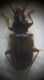 Paratachys fulvicollis 2.jpg