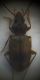 Paratachys fulvicollis 3.jpg