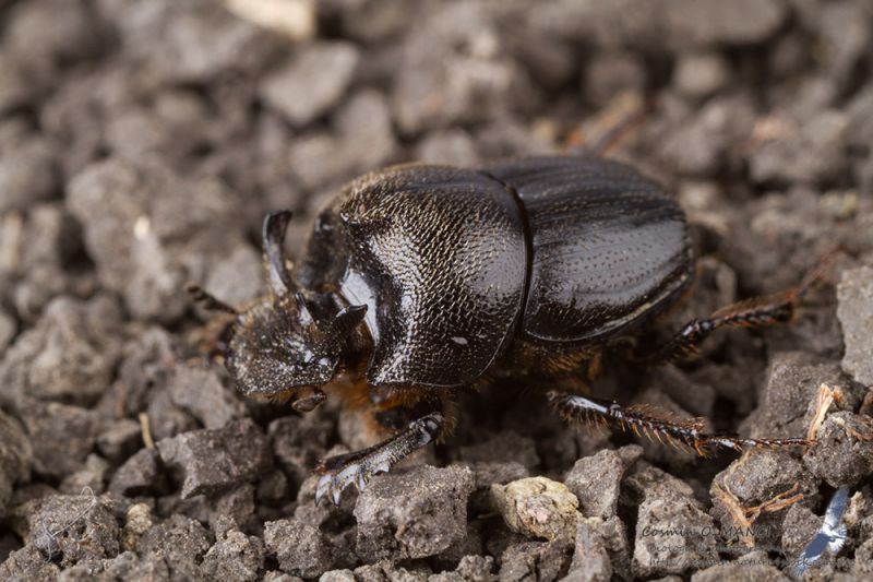 IMG_7663_Onthophagus_kindermanni.JPG