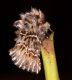 Cleonymia  baetica.jpg