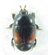 Histeridae.jpg