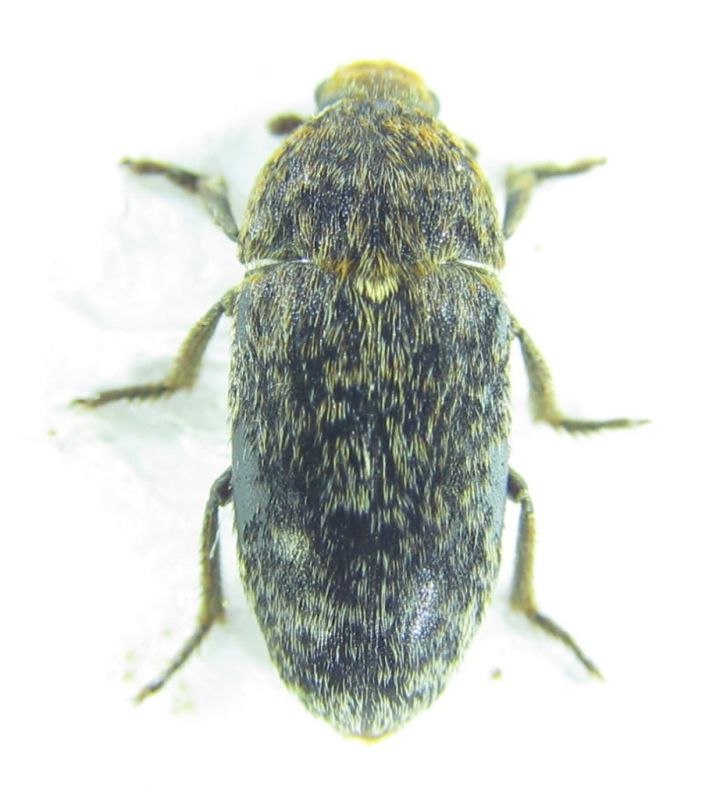 Coleoptera.jpg