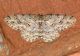 Ectropis crepuscularia copia.JPG