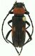 Purpuricenus_desfontainesi_Ouirgane_1200m_1-VII-1989.jpg