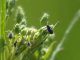 Curculionidae_Marcigliana_31-III-2010_b.jpg