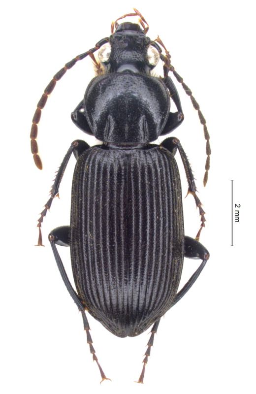 Abacetino sp 562.jpg