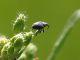 Curculionidae_Marcigliana_31-III-2010_c.jpg