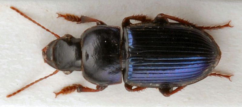 Harpalus.jpg