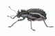 zou3.gif