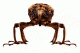zou5.gif