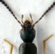Aleocharinae 2 palpi.JPG