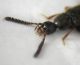 Aleocharinae 1 palpi.JPG