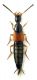 Philonthus 1 M.jpg