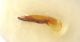 Philonthus 1 M edeago.JPG