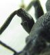 Otiorhynchus armatus pseudoturcicus 10mm-3.jpg