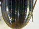 Carabidae 12-04-2015-5mm-4.jpg