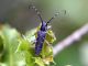Saperda quercus 02.jpg