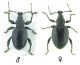 Otiorhynchus5-2.jpg
