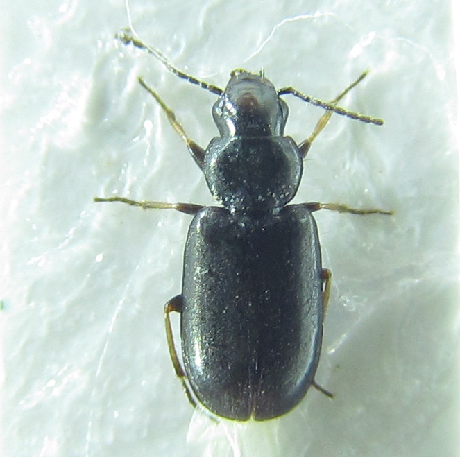 Carabidae sp 17-04-2015 3,5 mm.jpg