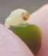 larva2.jpg