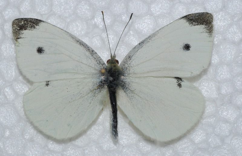 Pieris sp..jpg