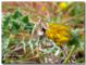 Empusa02.jpg