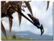 Empusa04.jpg