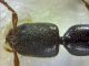 Stenistoderus cephalotes 12-04-2015 6mm-3.jpg