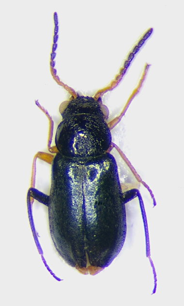 Ebaeus appendiculatus m.jpg