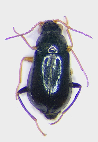 Ebaeus appendiculatus f.jpg