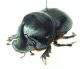 Copris hispanus cavolini M 2.jpg