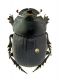 Copris hispanus cavolini F.jpg